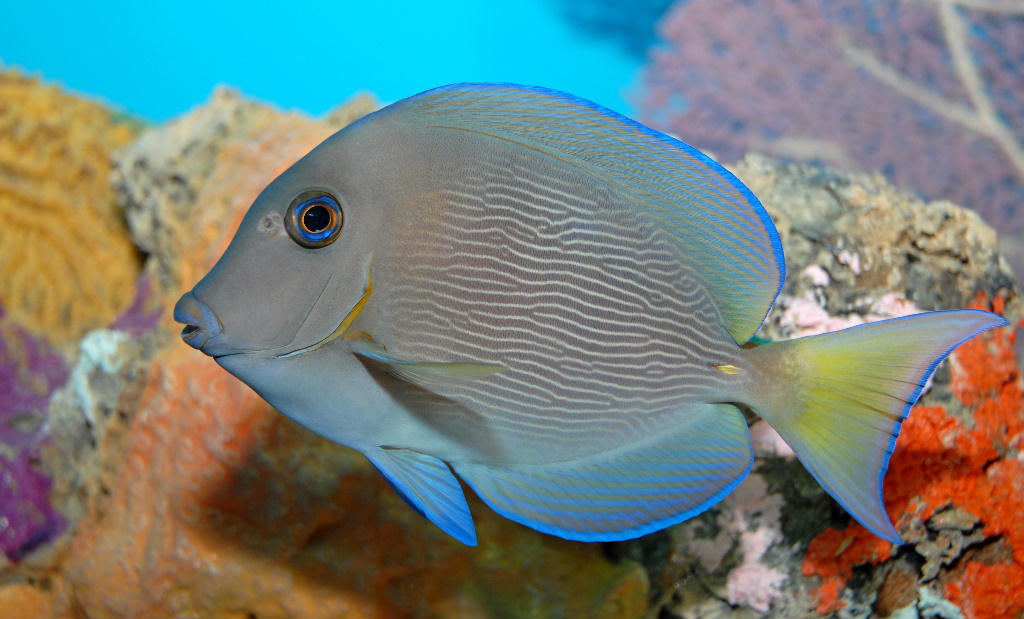 Acanthurus coeruleus (Pesce chirurgo blu)